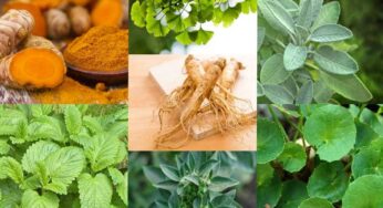 Tanaman Herbal dan Manfaat Luar Biasanya Untuk Kesehatan