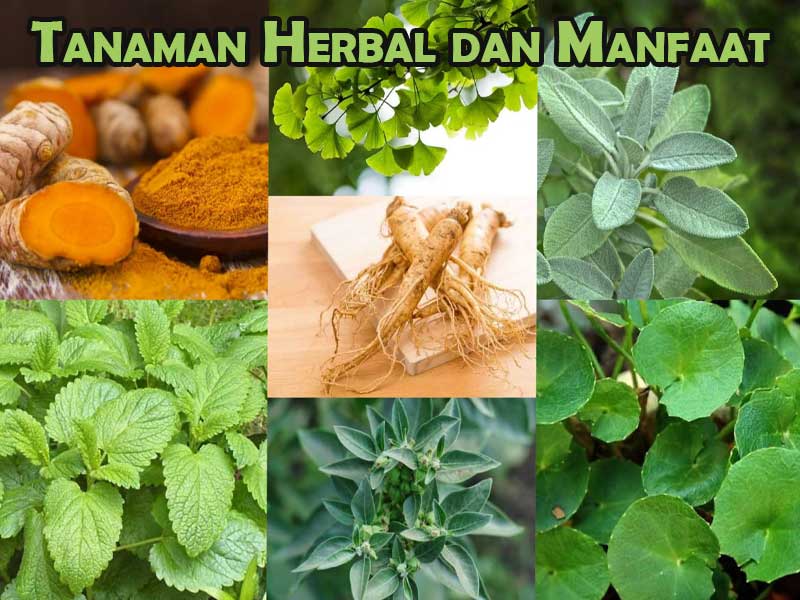 Tanaman Herbal dan Manfaat Luar Biasanya Untuk Kesehatan